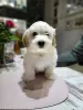 Additional photos: Havanese puppies