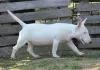 Additional photos: Miniature bull terrier puppies