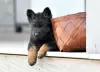 Additional photos: german shepherd puppies