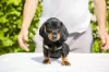 Additional photos: Standard dachshund puppies