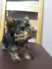 Photo №1. yorkshire terrier - for sale in the city of New Norfolk | 1000$ | Announcement № 11904