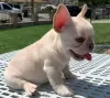 Photo №2 to announcement № 71163 for the sale of french bulldog - buy in Kuwait 