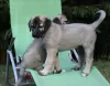 Additional photos: Kangal puppies