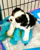 Photo №1. cavalier king charles spaniel - for sale in the city of Berlin | 106$ | Announcement № 100242