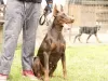 Photo №3. doberman puppies. Serbia