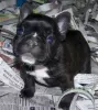 Photo №1. french bulldog - for sale in the city of Gżira | Is free | Announcement № 93356