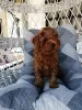 Additional photos: Red miniature poodle puppies