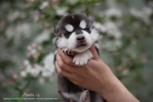 Additional photos: Siberian husky puppies from pedigree parents