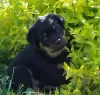 Photo №3. Rottweiler puppy. Belarus