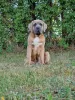 Photo №4. I will sell cane corso in the city of Michów. breeder - price - 1057$