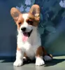 Photo №2 to announcement № 54516 for the sale of welsh corgi - buy in Russian Federation from nursery