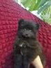 Photo №1. german spitz - for sale in the city of Novorossiysk | negotiated | Announcement № 91257