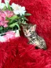 Additional photos: Bengal kittens