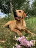 Photo №2 to announcement № 19464 for the sale of labrador retriever - buy in Belarus private announcement, from nursery, breeder