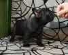 Additional photos: French bulldog