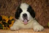 Additional photos: St. Bernard puppies