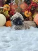 Photo №2 to announcement № 44775 for the sale of shih tzu - buy in Germany 