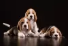 Photo №4. I will sell beagle in the city of Kiev. private announcement, breeder - price - 687$