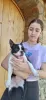 Photo №4. I will sell boston terrier in the city of Kikinda.  - price - Is free