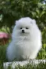 Photo №2 to announcement № 105370 for the sale of pomeranian - buy in Russian Federation from nursery