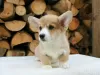 Photo №1. welsh corgi - for sale in the city of Sydney | negotiated | Announcement № 131244