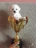 Photo №2 to announcement № 76416 for the sale of bichon frise - buy in Russian Federation private announcement