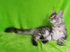 Photo №4. I will sell maine coon in the city of Barnaul. from nursery - price - negotiated