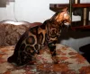 Additional photos: Mating with a Bengal cat