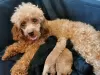 Additional photos: miniature poodle cute puppies