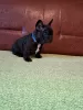 Additional photos: French bulldog puppies