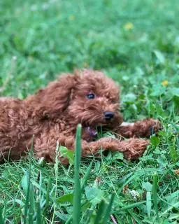 Photo №1. maltese dog, poodle (toy) - for sale in the city of Moscow | 1255$ | Announcement № 2352