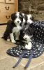 Photo №3. Bearded Collie x Border Collie Pups. Croatia