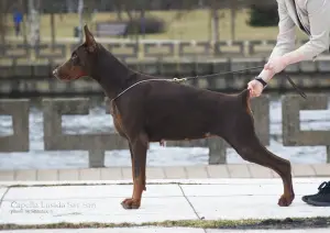 Additional photos: Doberman puppies