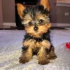 Photo №1. yorkshire terrier - for sale in the city of Houston | 500$ | Announcement № 15454