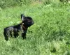 Additional photos: French bulldog puppy, female show class FCI