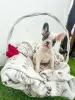 Additional photos: French bulldog puppies