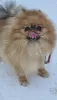 Photo №1. pomeranian - for sale in the city of Uusimaa | 1560$ | Announcement № 25982