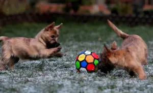 Additional photos: Girls Cairn Terrier