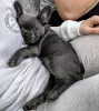 Photo №4. I will sell french bulldog in the city of Дюрбюи. private announcement, from nursery, from the shelter, breeder - price - negotiated