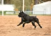 Photo №3. Cane corso puppies. Russian Federation