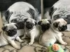 Photo №1. puggle - for sale in the city of Cologne | 301$ | Announcement № 129231