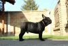 Additional photos: French bulldog puppies