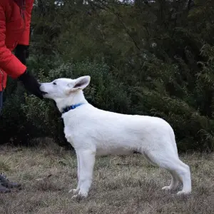 Photo №2 to announcement № 4815 for the sale of berger blanc suisse - buy in Ukraine from nursery