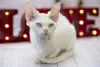 Photo №2 to announcement № 41545 for the sale of devon rex - buy in United States breeder