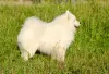 Additional photos: It is proposed to mate a Samoyed male.