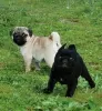 Photo №2 to announcement № 106094 for the sale of pug - buy in Germany from nursery