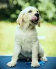 Photo №3. High quality Labrador Retriever puppies. Belarus