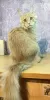 Photo №2 to announcement № 9682 for the sale of maine coon - buy in Russian Federation from nursery