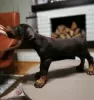 Additional photos: doberman puppies