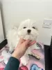 Additional photos: Gorgeous Maltese Puppies